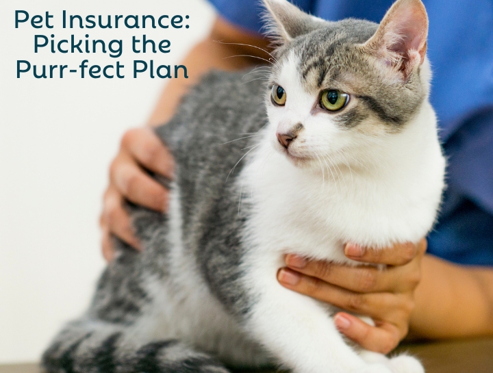 Secure Your Furry Friend: Comprehensive Pet Insurance Plans