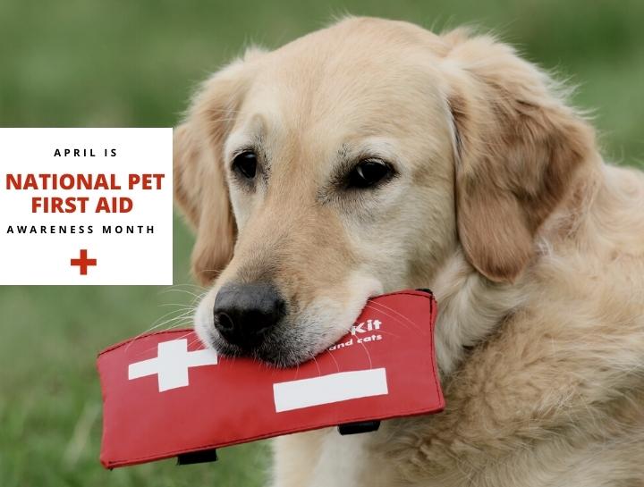 National Pet First Aid Awareness Month